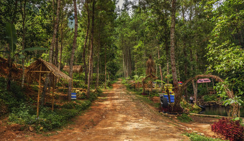 Road amidst trees in forest