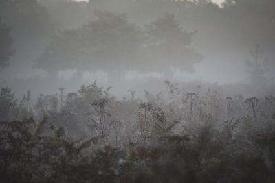 Trees on field against sky