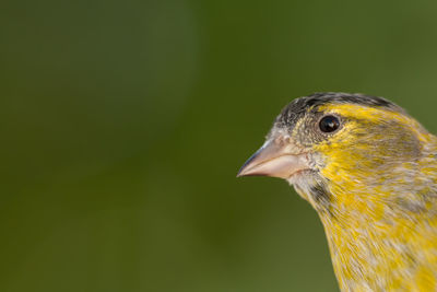 Close-up of a bird