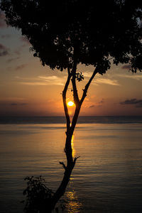 Silhouette tree against sea during sunset