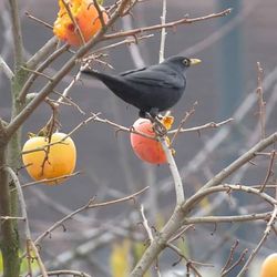 Bird perching on branch