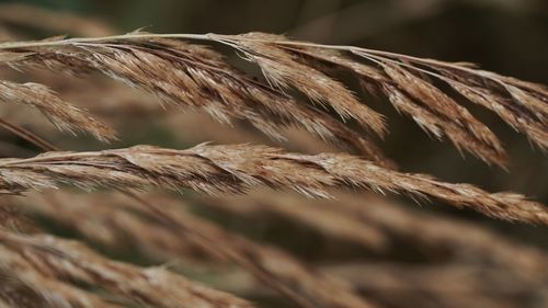 Close-up of crops on field