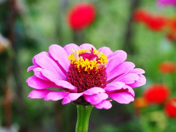 Close-up of pink flowers