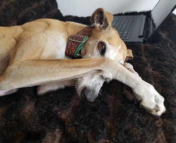 Dog sleeping in a home, greyhound 