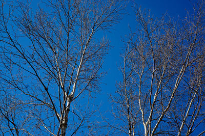 Low angle view of bare trees against blue sky