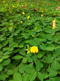 Close-up of yellow flowering plants