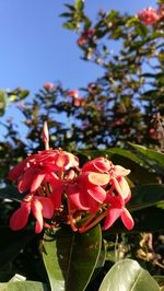 Close-up of pink flowers blooming outdoors