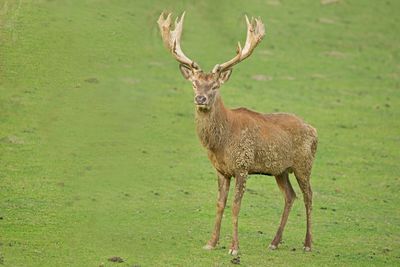 Portrait of deer on field