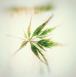 Close-up of plant against blurred background