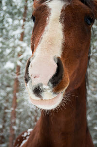 Close-up portrait of horse on field