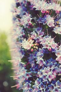 Close-up of purple flowers