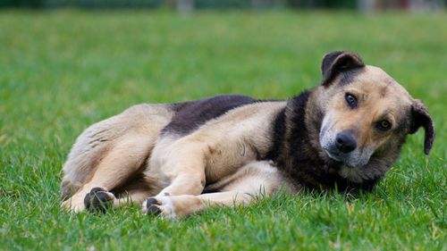 Portrait of dog relaxing on grassy field