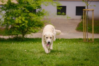 Dog running on grassy field