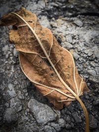 High angle view of dry leaf on ground