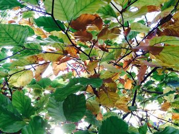 Low angle view of leaves on tree