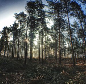 Trees in forest