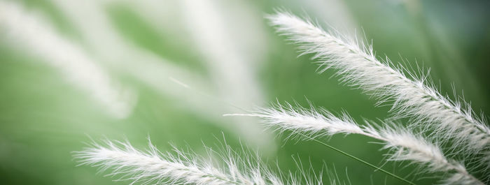 Close-up of plant growing on field