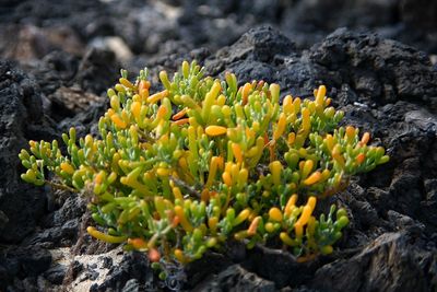 Close-up of yellow flowers growing on field