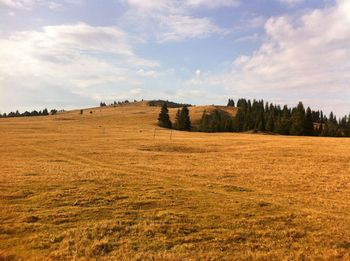 Scenic view of field against sky