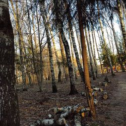 Trees in forest