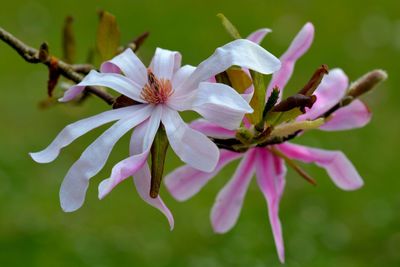 Close-up of cherry blossoms