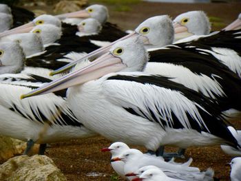 Close-up of swans