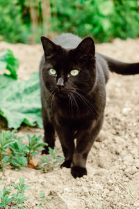 Portrait of cat on field