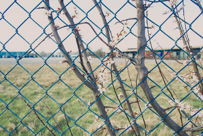 Close-up of chainlink fence