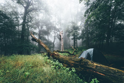 Fallen tree in forest during foggy weather