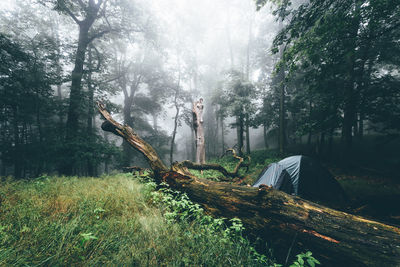 Trees growing on field in forest