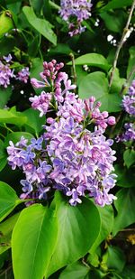 Close-up of purple flowering plants