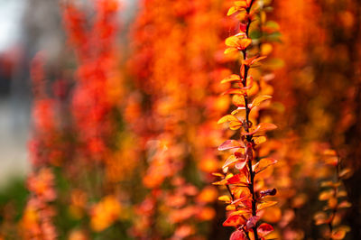 Closeup barberry bushes with red leaves with a selective focus for the autumn background