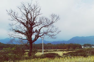 Tree on field against sky