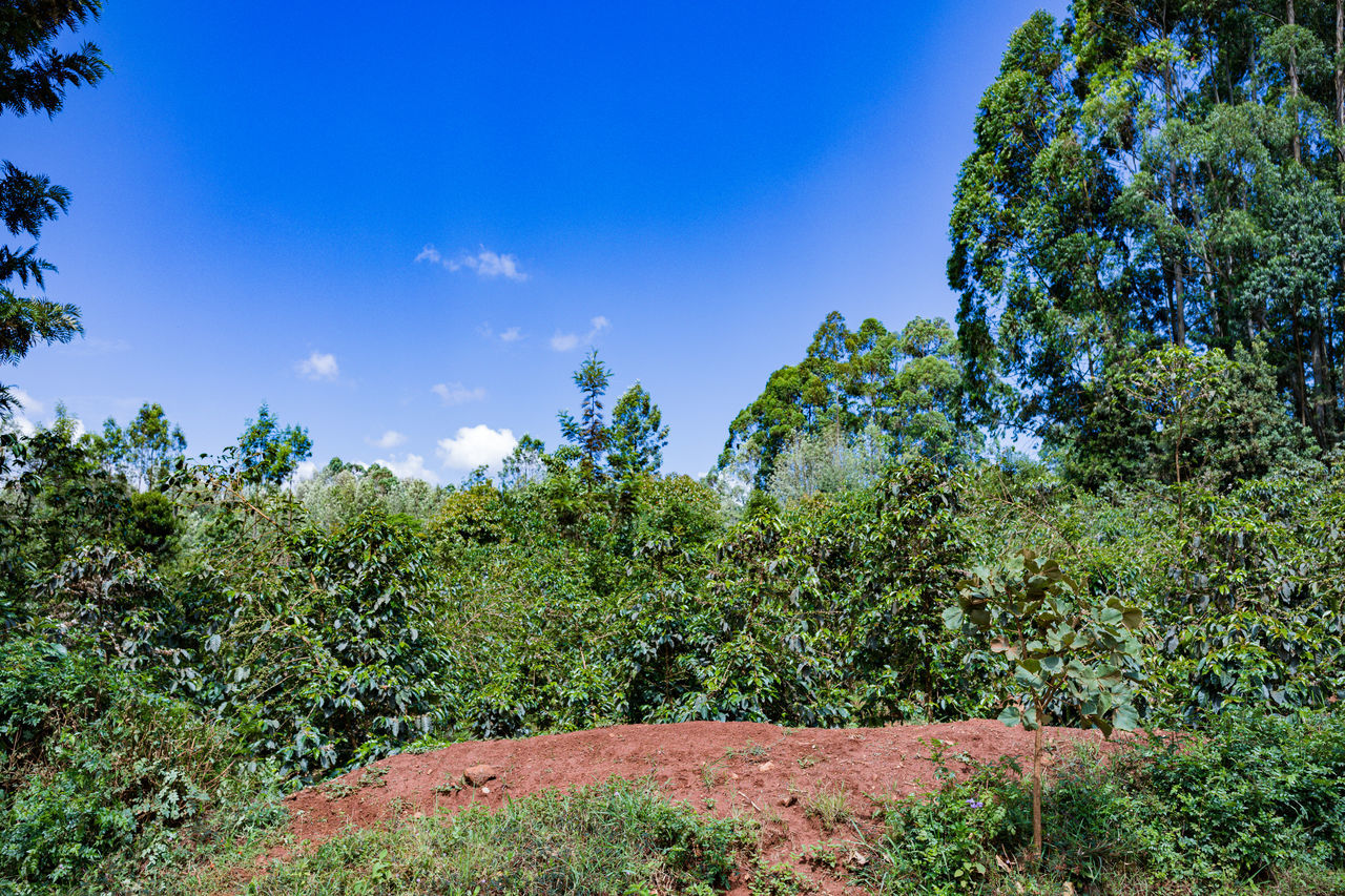 plant, nature, tree, forest, sky, green, natural environment, vegetation, grass, beauty in nature, growth, landscape, environment, blue, woodland, land, no people, hill, scenics - nature, meadow, leaf, rural area, flower, tranquility, outdoors, day, jungle, cloud, non-urban scene, wilderness, garden, autumn, tranquil scene, field, sunlight, travel, foliage
