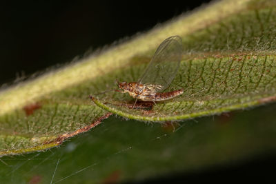 Close-up of spider