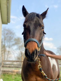 Close-up of horse in ranch