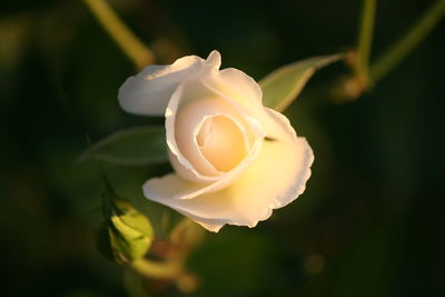 Close-up of white rose blooming outdoors