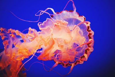 Close-up of jellyfish in sea