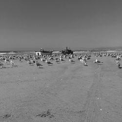 Seagull on beach