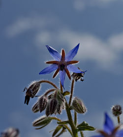 Low angle view of insect against blue sky
