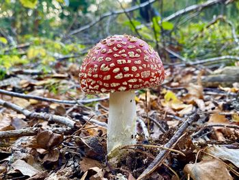 Close-up of fly agaric mushroom on field