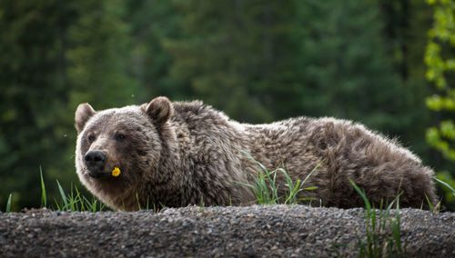 Close-up of bear on land