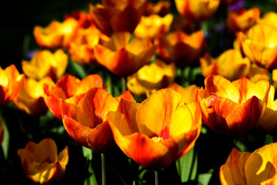 Close-up of yellow tulips on field