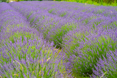 Purple flowering plants on field