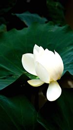 Close-up of white flower