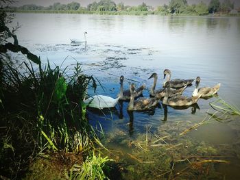 Birds in calm lake