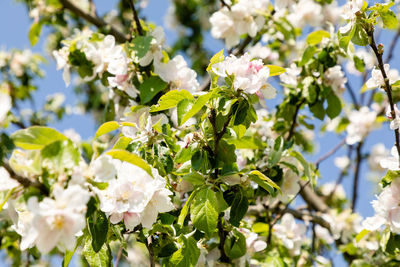 Close-up of white flowering plant