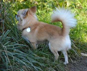 Side view of cat on grassy field