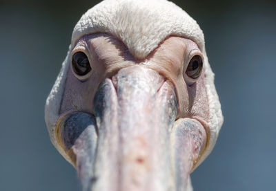 Close-up portrait of a bird