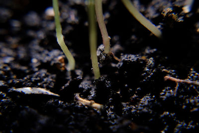 Close-up of frost on land